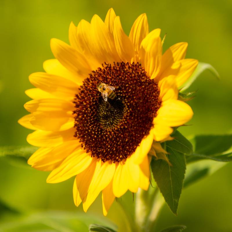 bee on sustainably grown sunflower