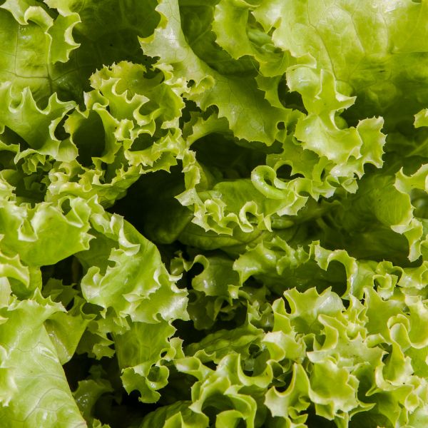 crisp leaf lettuce