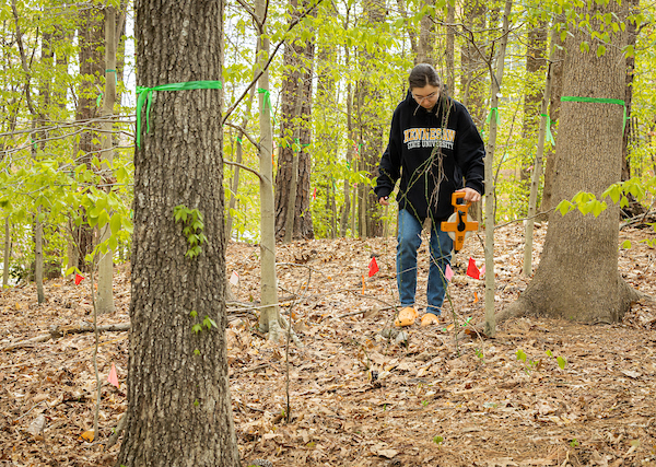a person with a surveying line in the woods