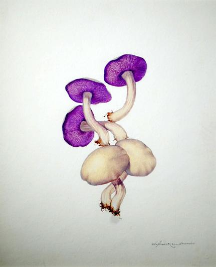  / Athos Menaboni, Mushrooms, c. 1965. Oil on gessoed paper; 18 × 15 in. (45.7 × 38.1 cm). Gift of D. Russell Clayton, 2007.1.15.