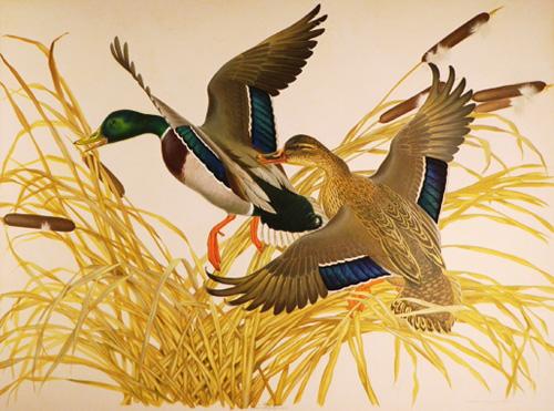  / Athos Menaboni, Mallard, c. 1962. Oil on illustration board; 30 × 40 in. (76.2 × 101.6 cm). Gift of Emily Bourne Grigsby, 2010.4.1.