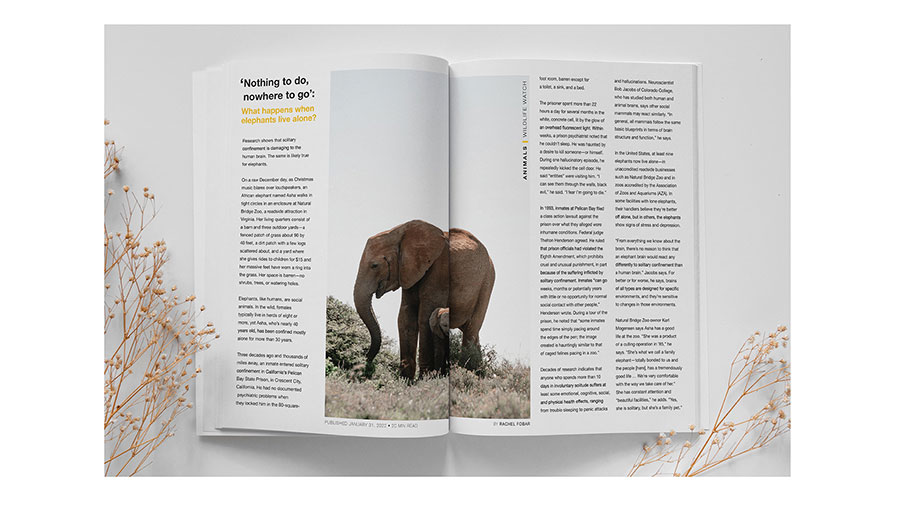  / “Elephants,” magazine spread, 8.5 x 11 inches printed spread, 2022. This magazine spread was made to resemble the style of National Geographic and inform the reader about elephants’ mental health. 