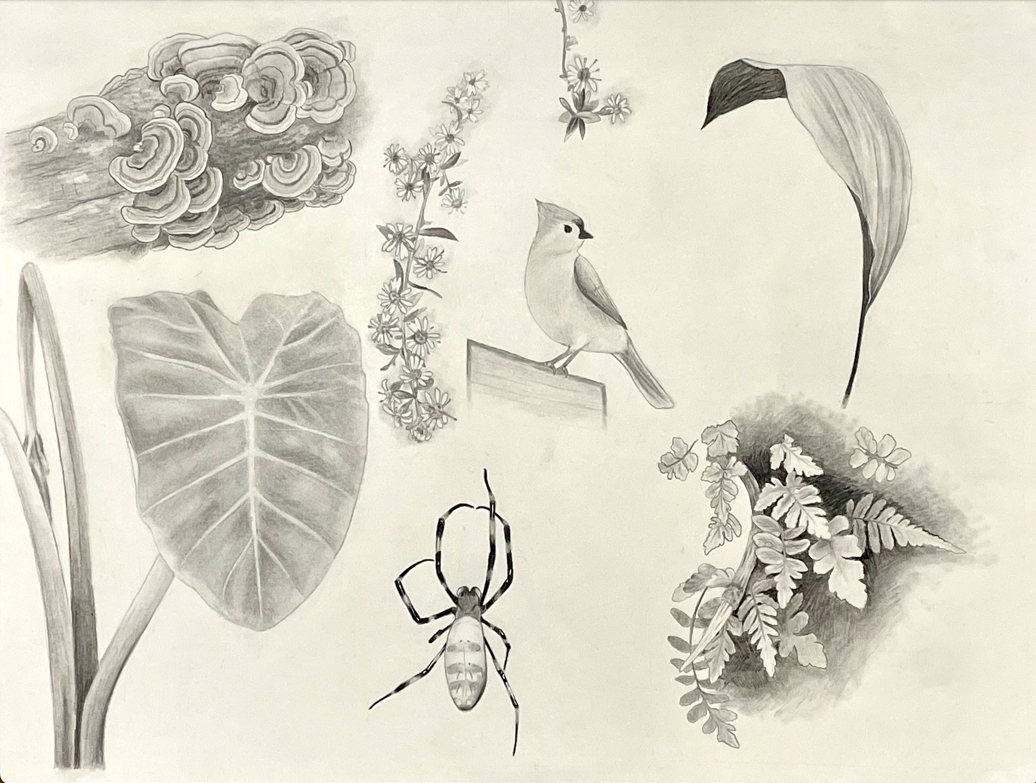 Aaron Bishop / Aaron Bishop - Natural History Drawing - 18x24 Graphite 2023