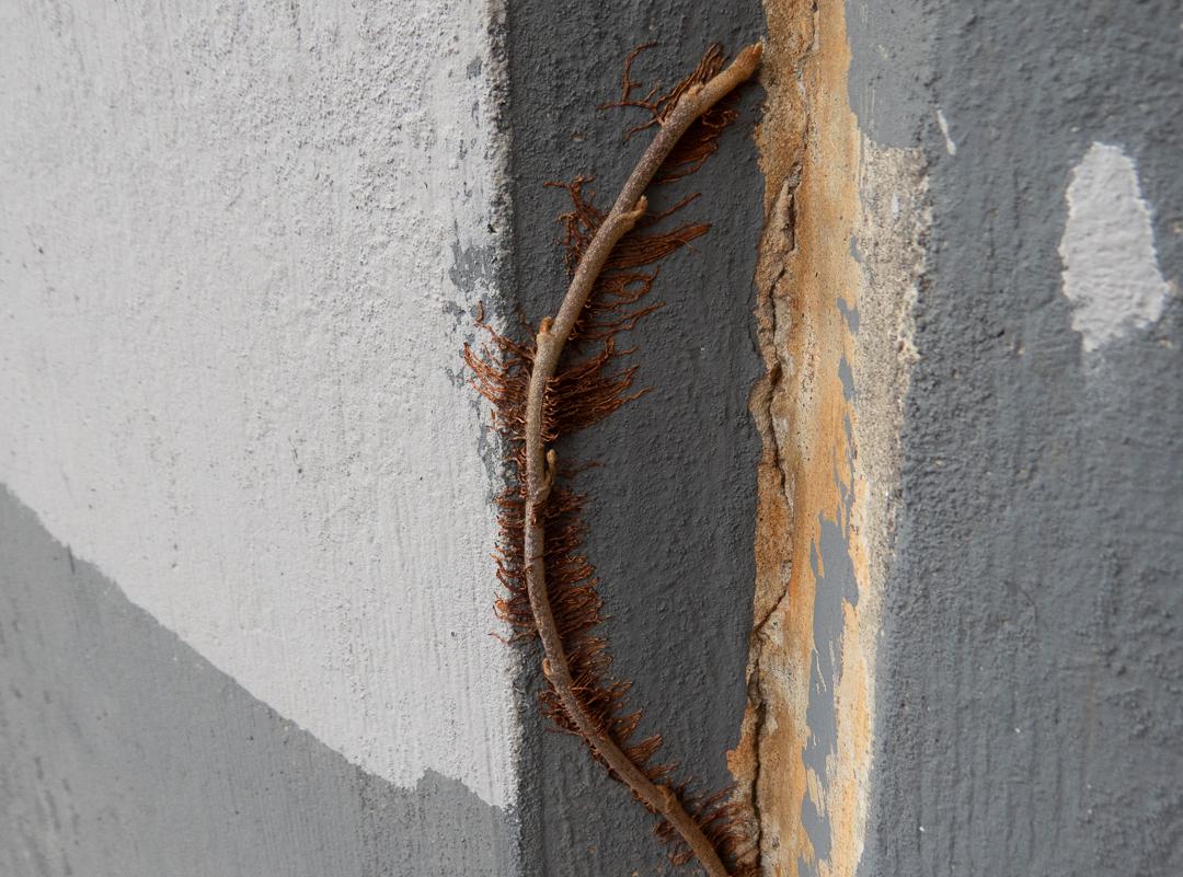 Lisa Schnellinger - Image 3 - Underpass Growth / Lisa Schnellinger - Image 3 - Underpass Growth