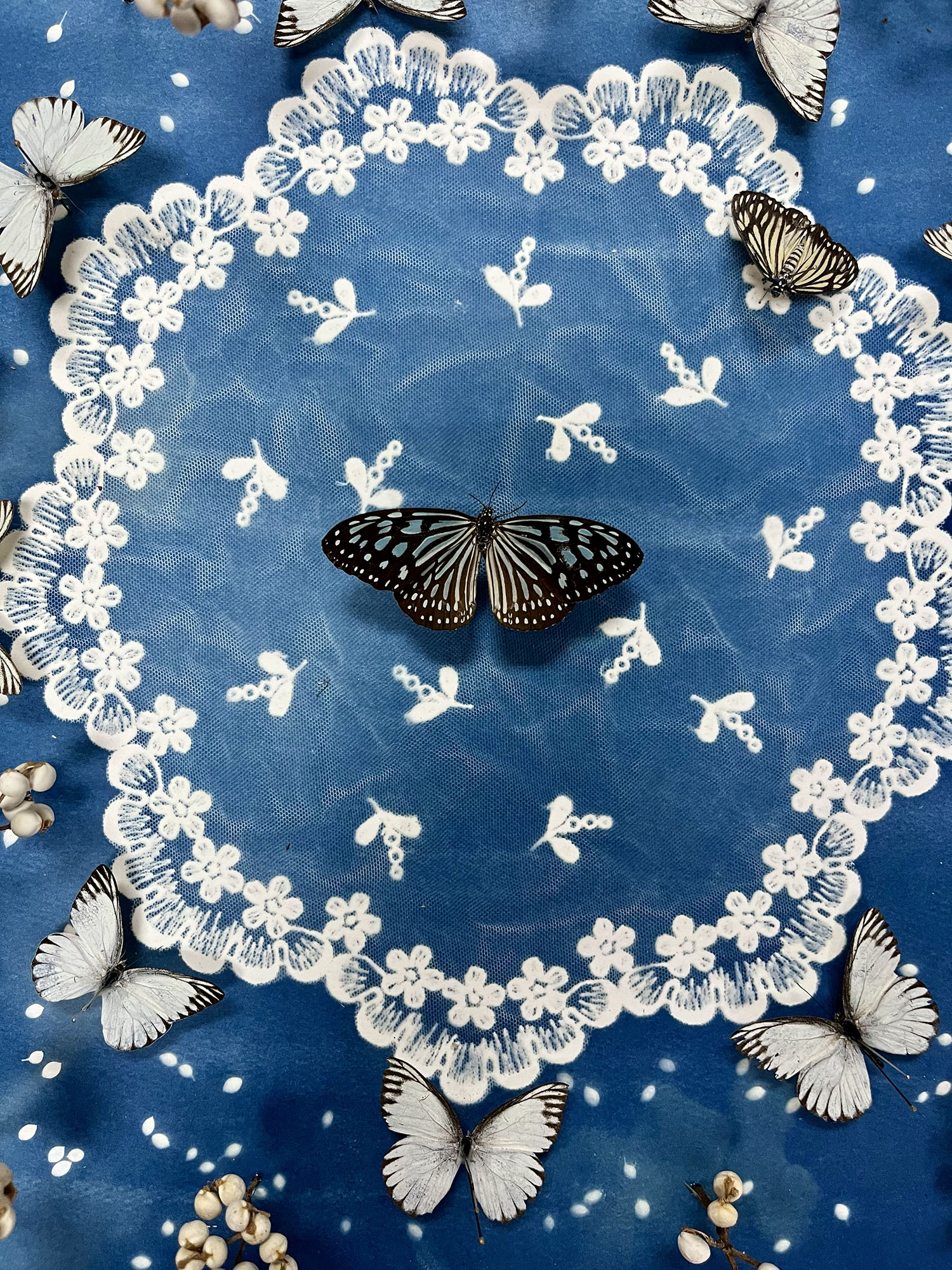 detail photograph of a butterfly on a blue background