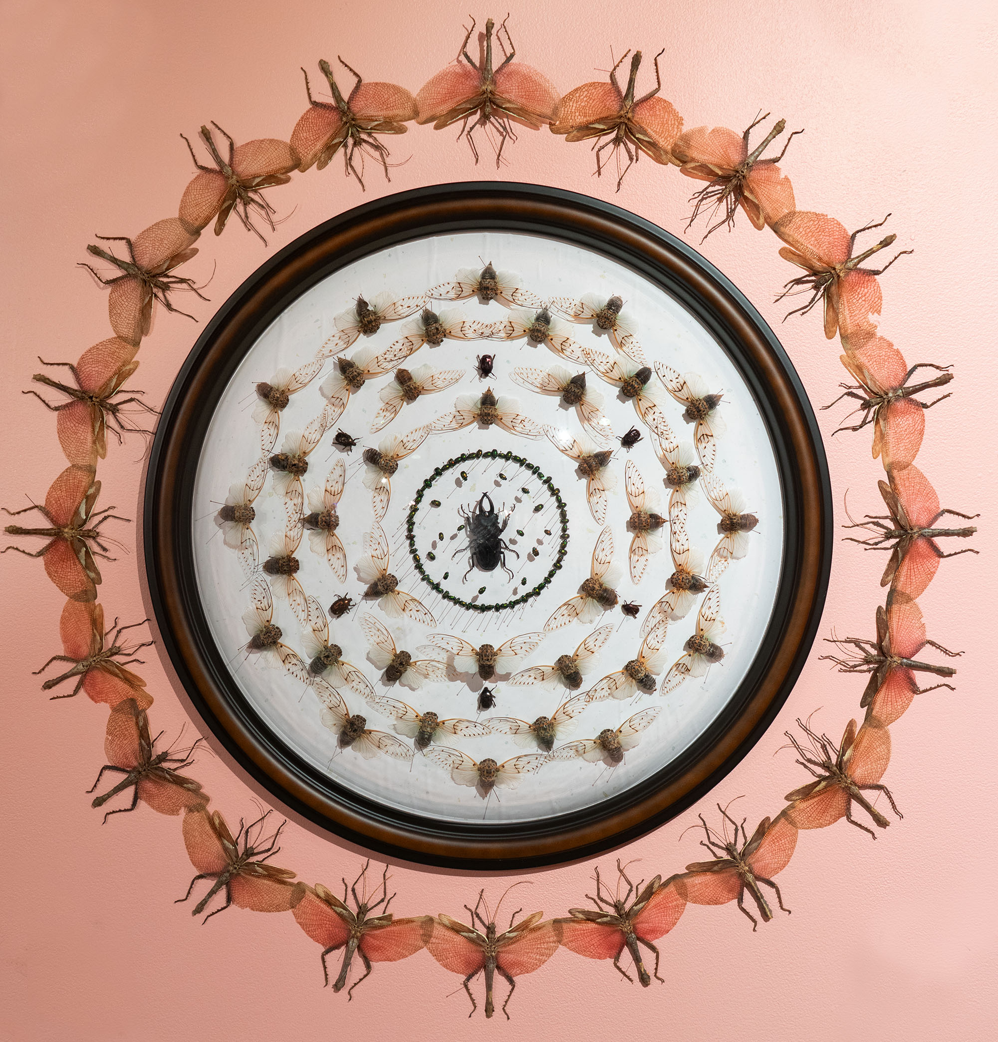 bugs on a wall in a pattern