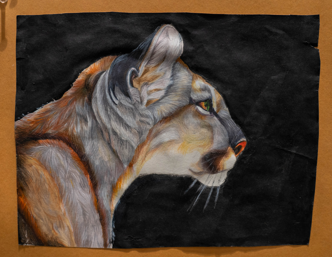 cougar drawing
