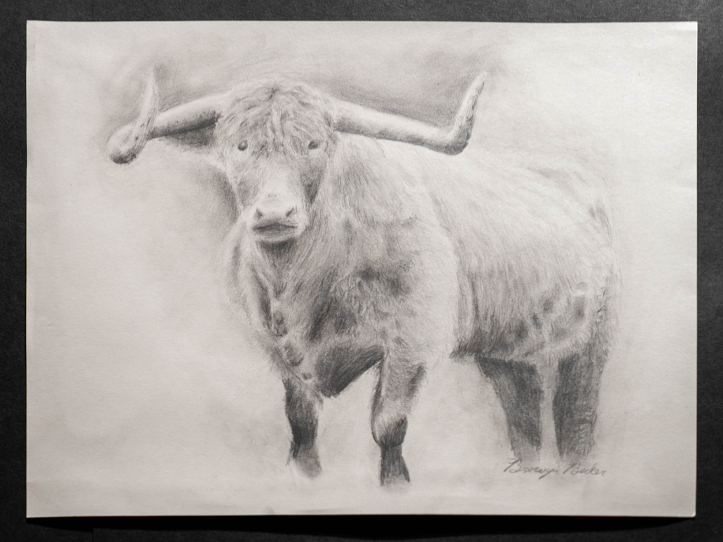 bull photo