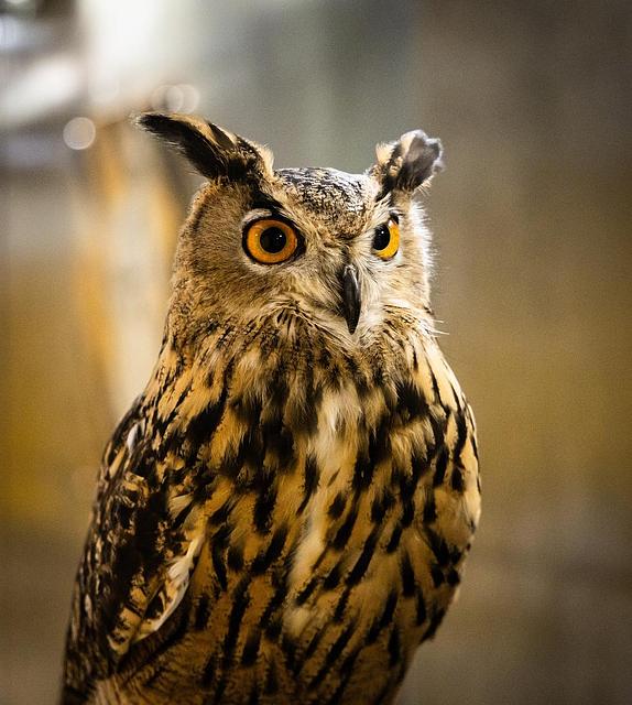 KSU Great Horned Owl, Sturgis.