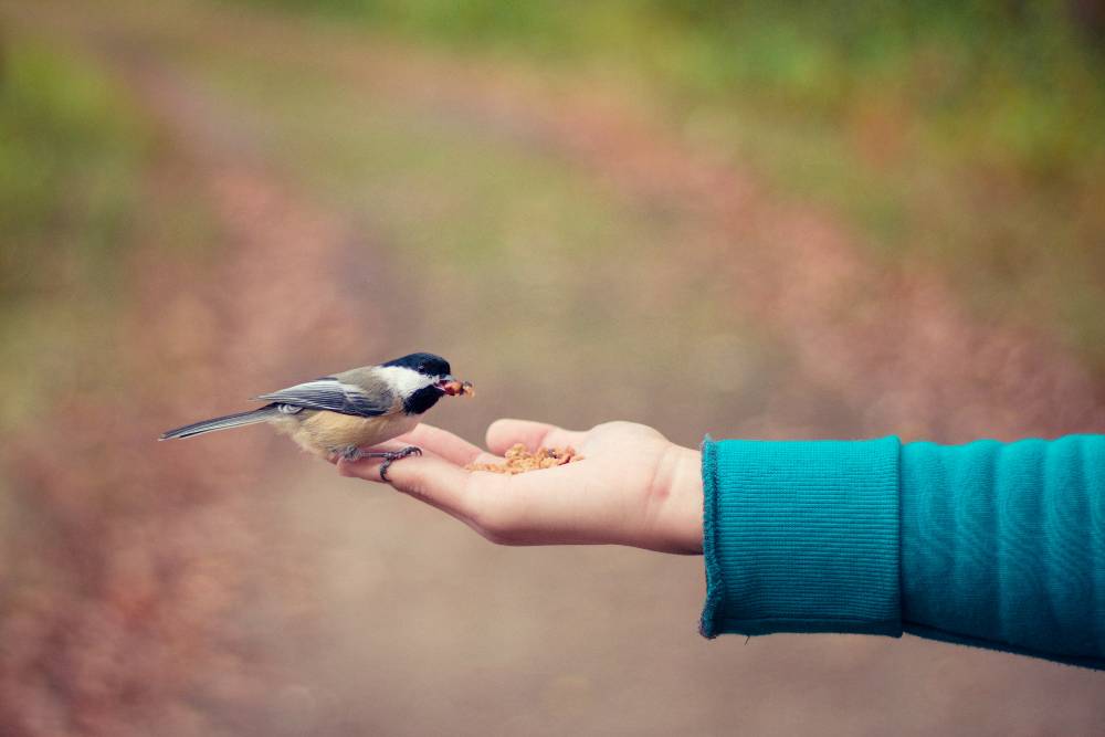 person with their hand out feeding a small bird