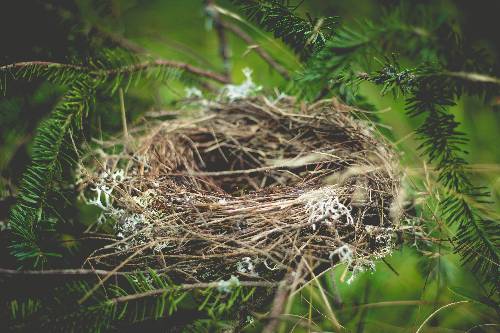 bird nest in a tree