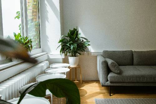 cozy office atmosphere with a couch and plants
