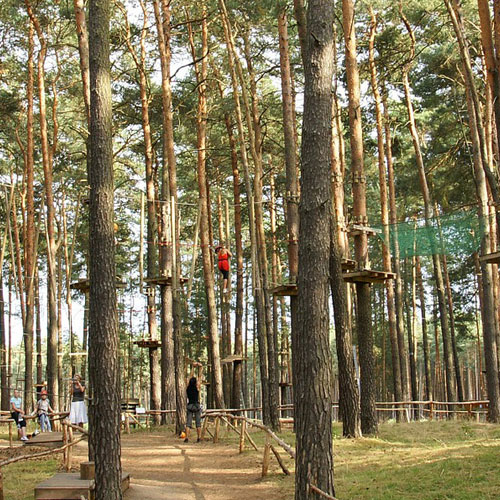 A group of people standing triumphantly on top of a tall tree, symbolizing a sense of achievement and adventure.