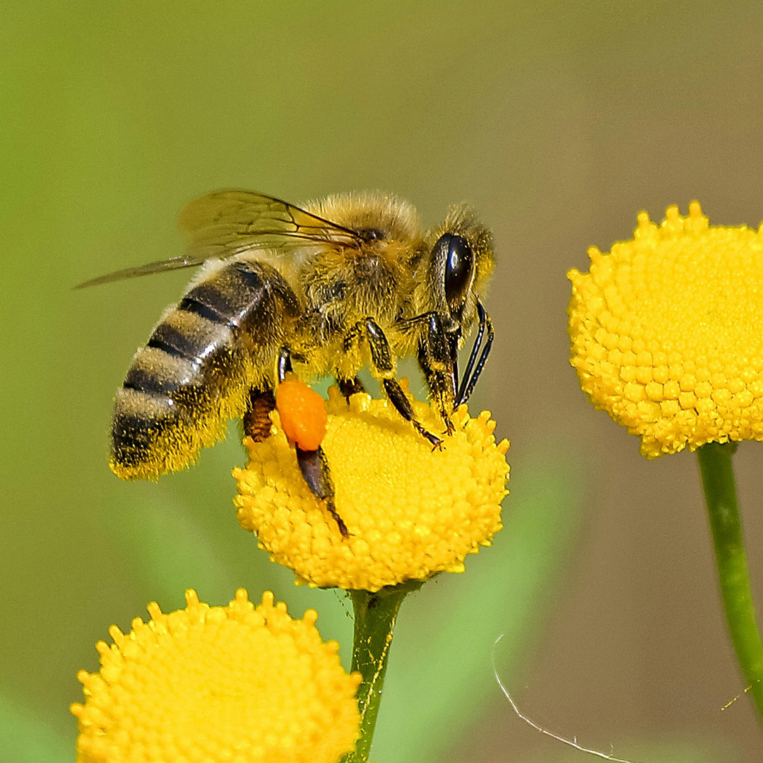 close up of bee on flower extracting honey