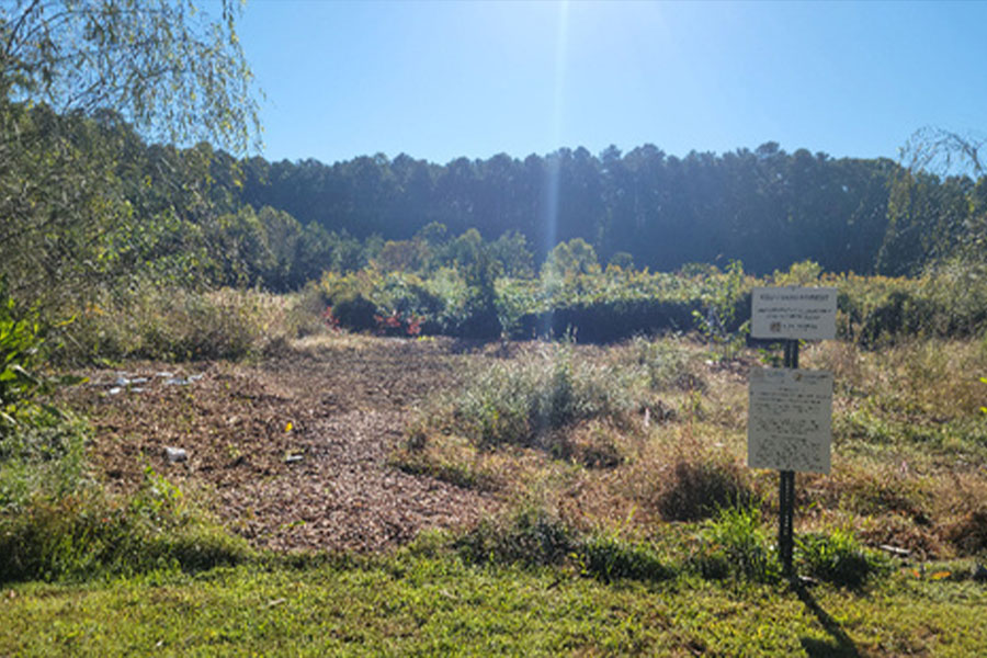  plot of land before cultvated for Food Forest