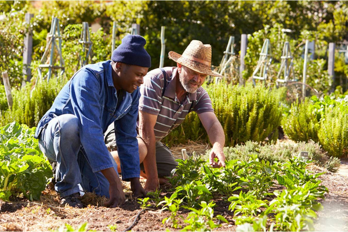 two men planting vegetables outside the ksu food forest