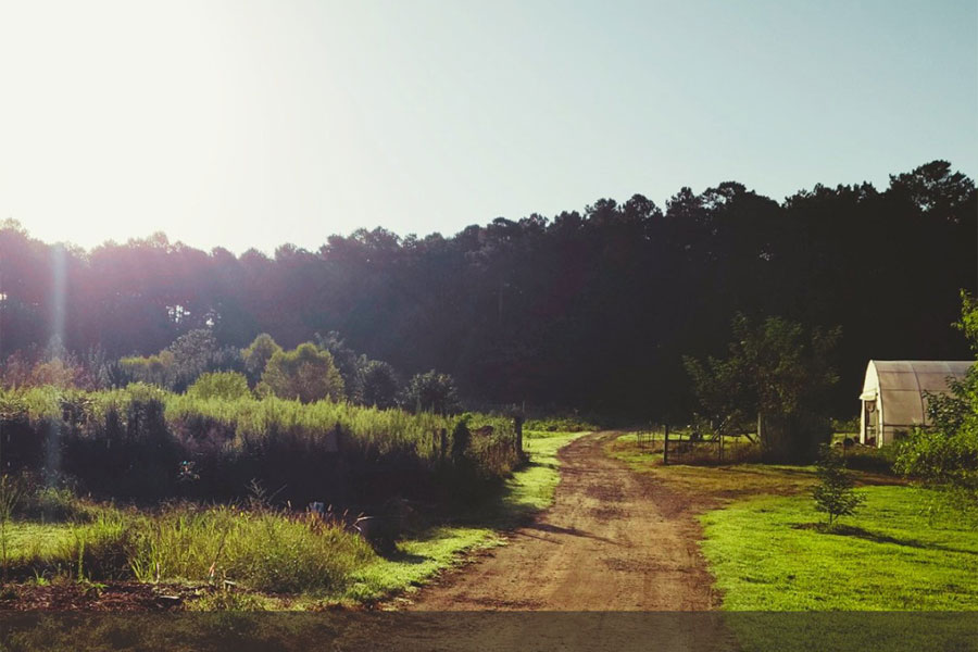 Food Forest