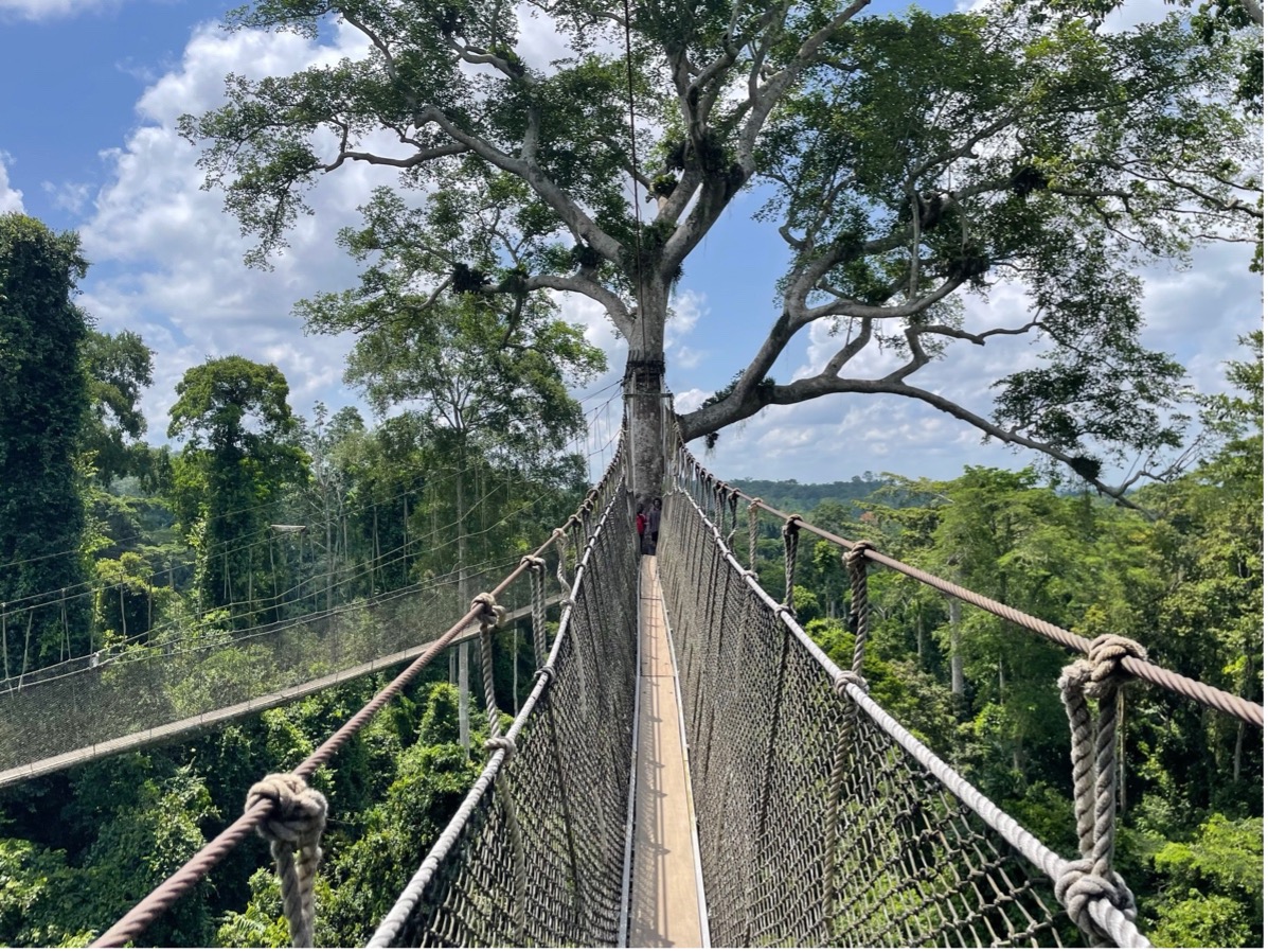 Category: Natural or Manmade Beauty - First Place / Category: Natural or Manmade Beauty - First Place "In The Trees" Jenna Lebeau Ghana