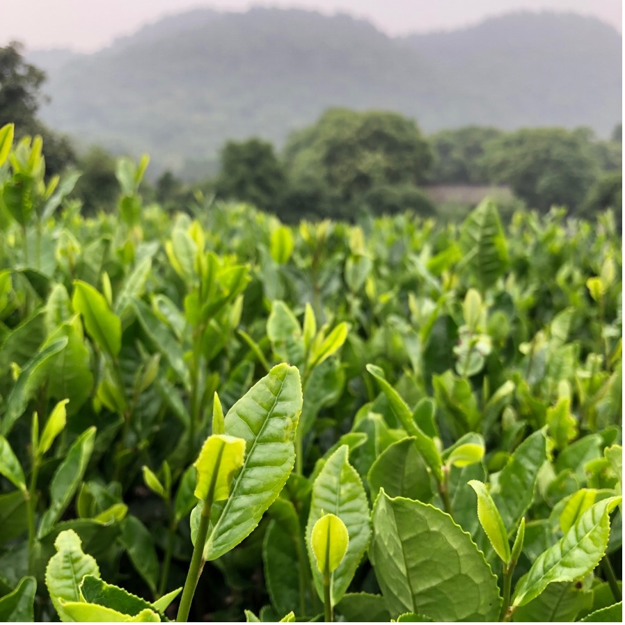 Category: Cuisine - Second Place / Category: Cuisine - Second Place "Submerged in a Green Tea Paradise" Marie Stephens China