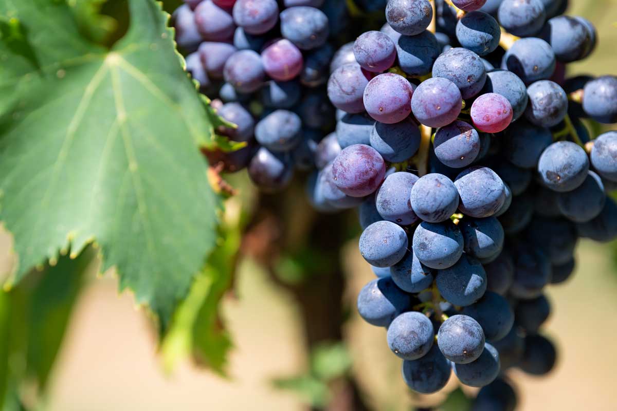  / Large purple wine grapes on vine hanging Grapevine bunch in Montepulciano, Tuscany, Italy vineyard winery bokeh background sunny day in countryside macro closeup