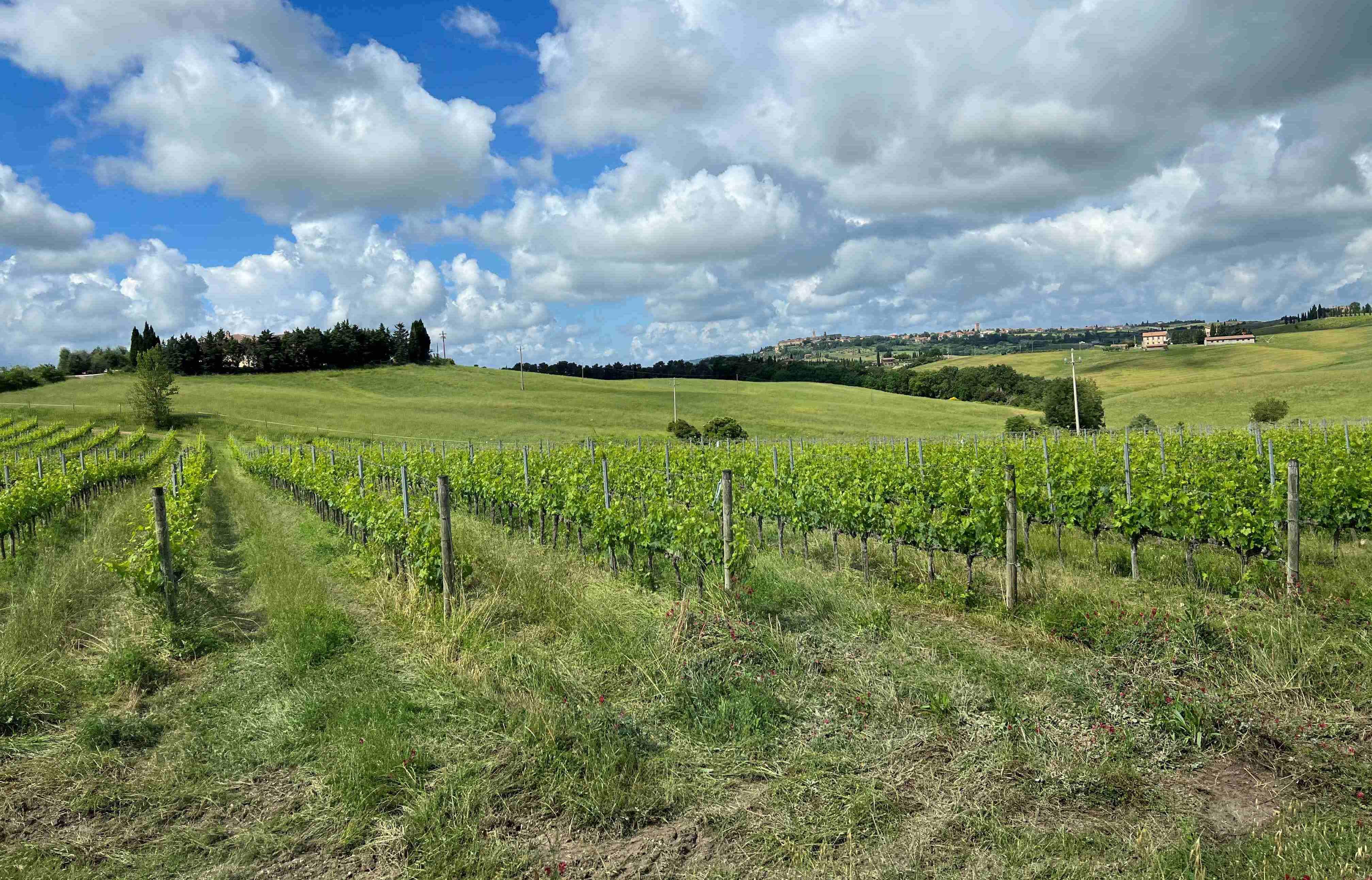  / Vineyard