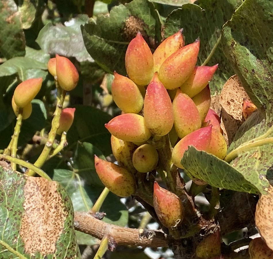 Category: Cuisine - Second Place / Category: Cuisine - Second Place - "Pistachio Tree" by Arden McCauley