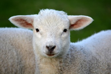 sheep