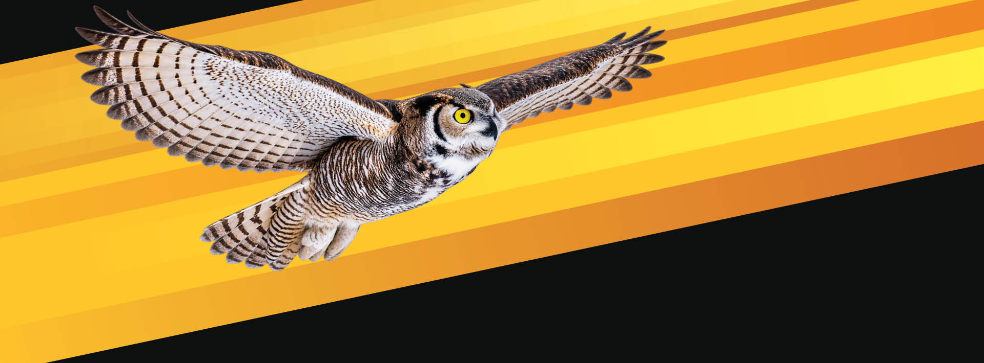 Owl with spread wings flying across alternating strips of blacks and shades of gold. 