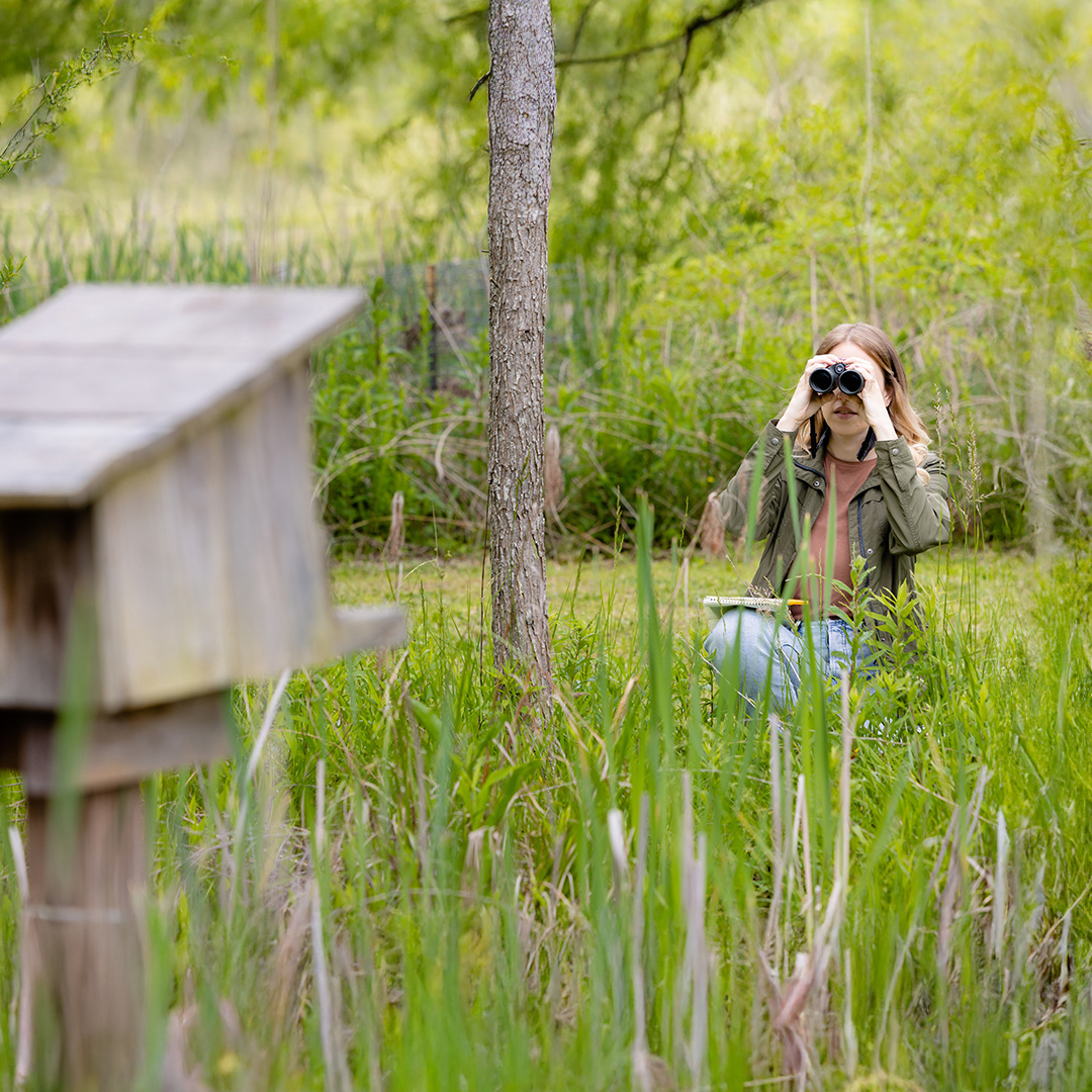 A wildlife researcher observes nature in a grassy wetland area, taking notes near a tree and a wooden birdhouse surrounded by lush greenery.