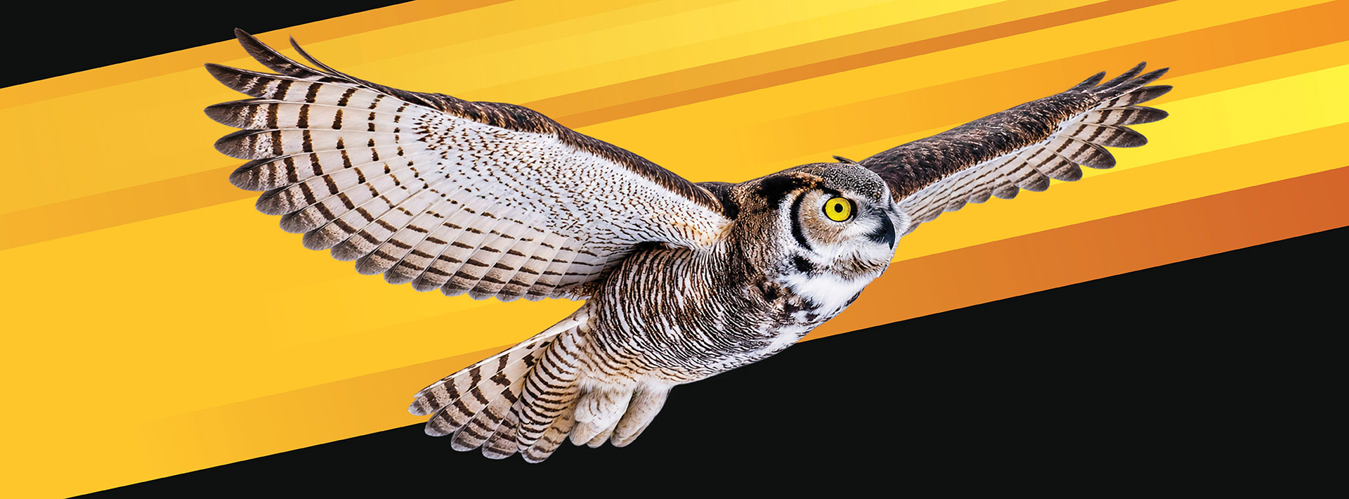 A soaring owl surrounded by alternating lines of black and shades of gold.