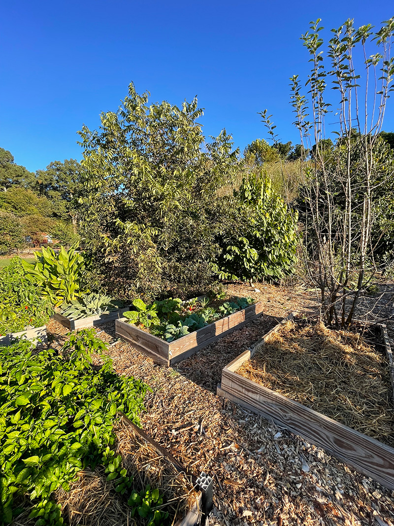 food forest
