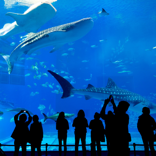 Visitors watching sealife at Georgia Aquarium
