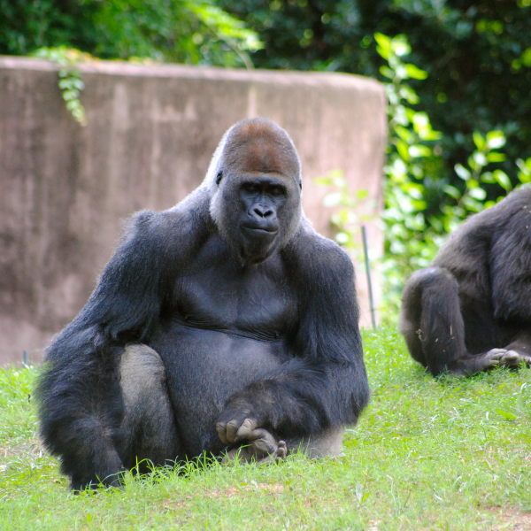 Gorilla at Zoo Atlanta