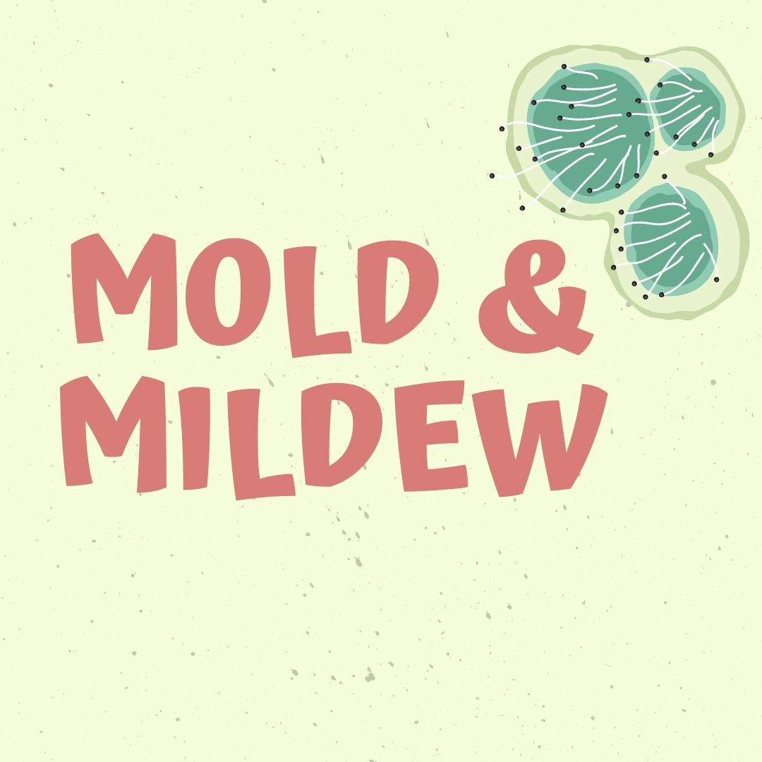 Mold Mildew