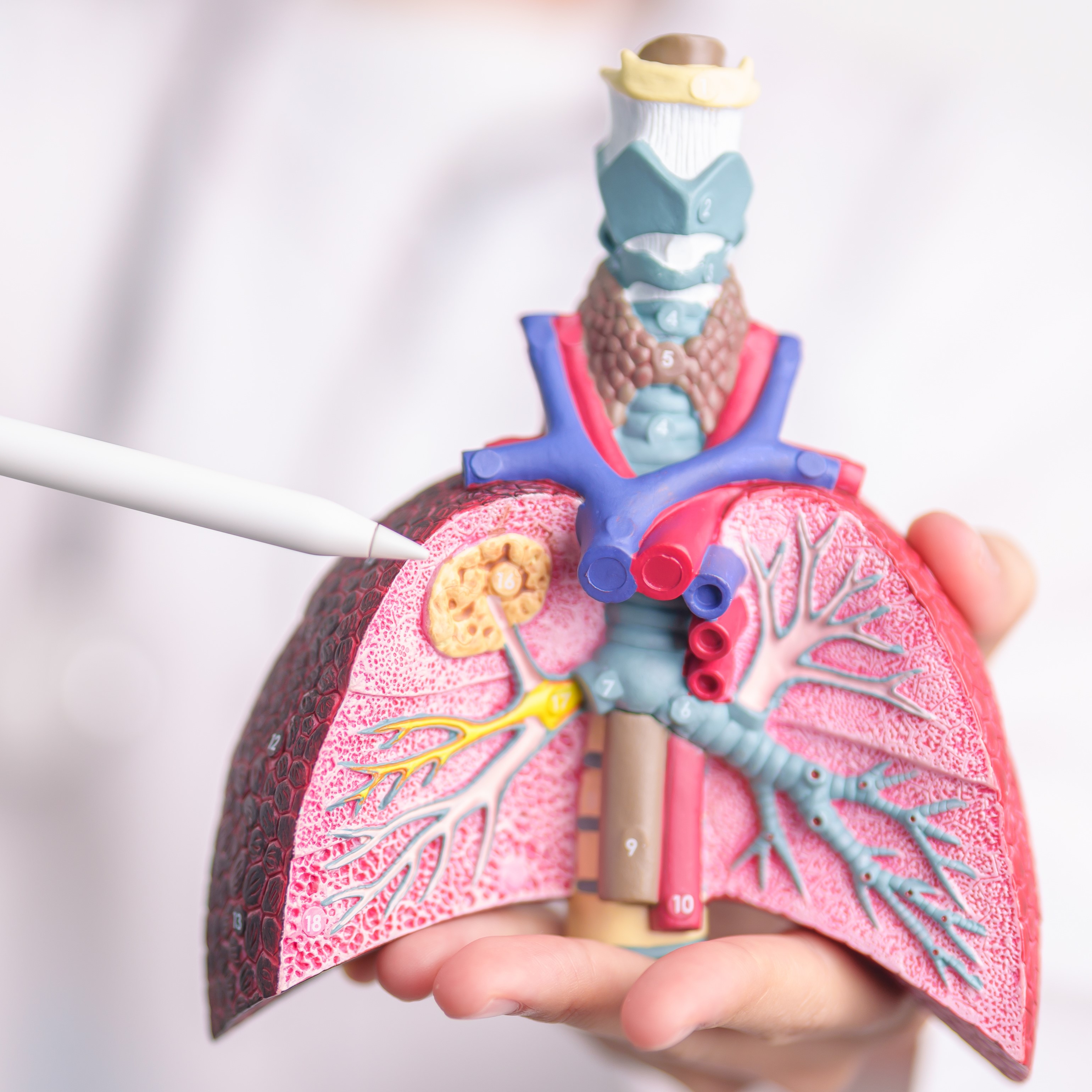 A hand holding a small anatomical model of the human respiratory system