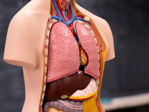 anatomy model of a human torso showing internal organs
