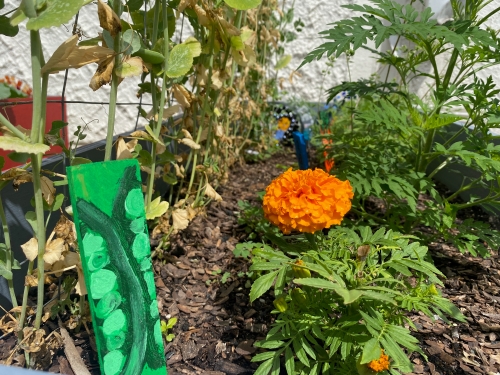 Kennesaw State Graduate Student's Tribute to Victory Gardens
