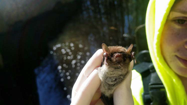 Bat research