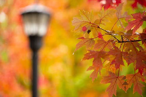 Fall leaves at KSU