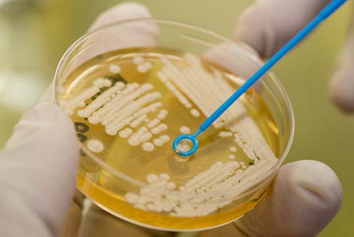 Petri dish