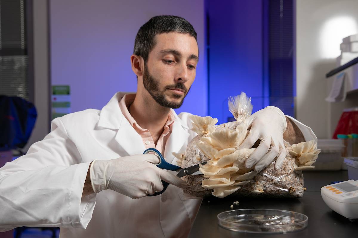 Research Scientist Kyle Gabriel removes the fruiting body of the Oyster mushrooms on a bag of wheat straw and cotton seed hulls in the BioInnovation Lab