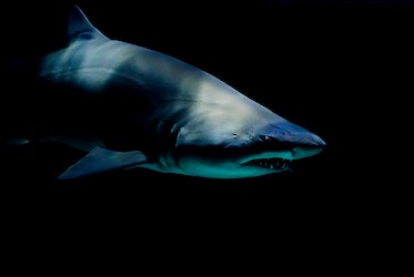 Wisely: A KSU News Blog | Sharks Don