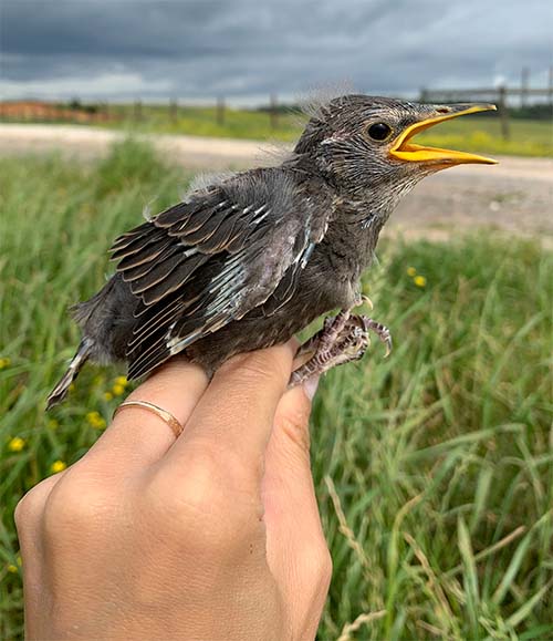 Bird research