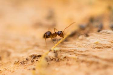 Ants research