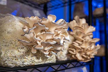 Kennesaw State research team looks to expand mushroom production range