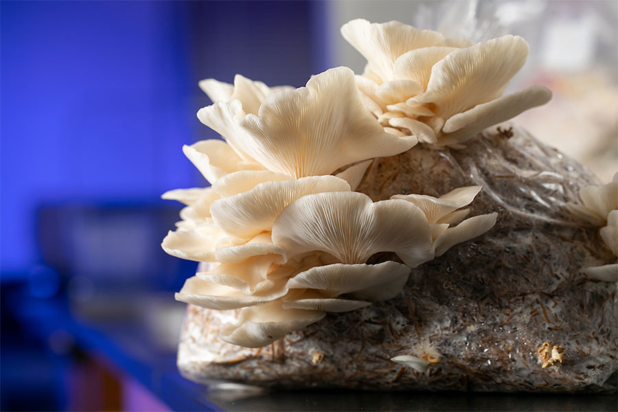 Kennesaw State-based mushroom farming business takes honors at innovation challenge