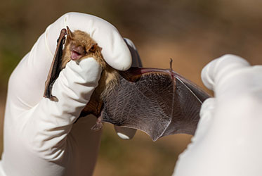 Kennesaw State researchers work to reduce threat of deadly disease to bats