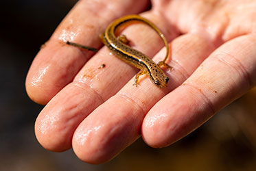 Kennesaw State biology professor sees conservation as key goal of salamander research