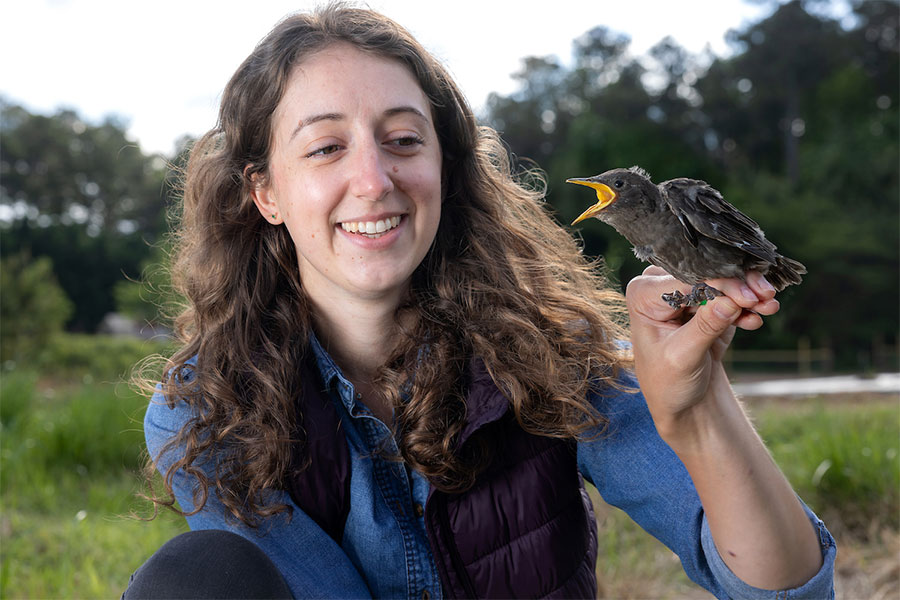 Kennesaw State researcher receives grant to review air pollution results in birds