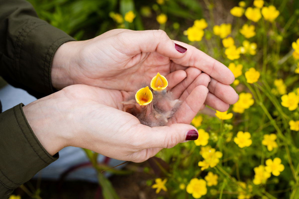 Photo of person holding three starlings in hands with yellow flowers in background